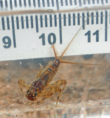 Maccaffertium lenati