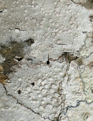 Lecanora subpallens