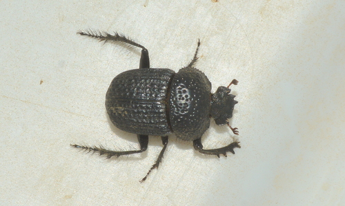 Scarabaeus pabulator