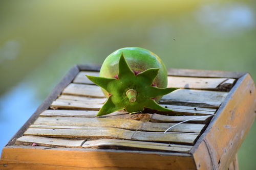 Sonneratia caseolaris, photograph 4