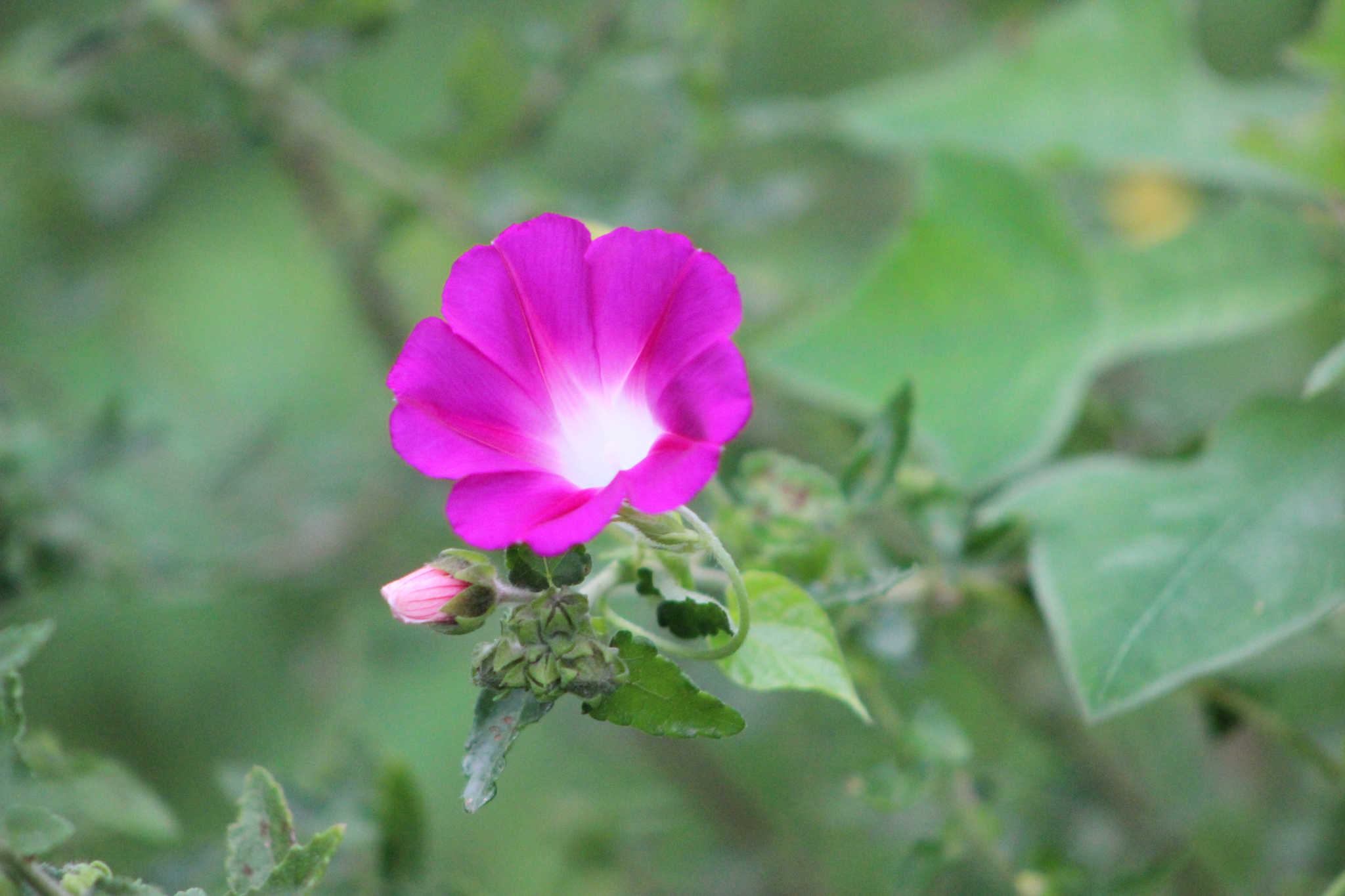 Ipomoea purpurea