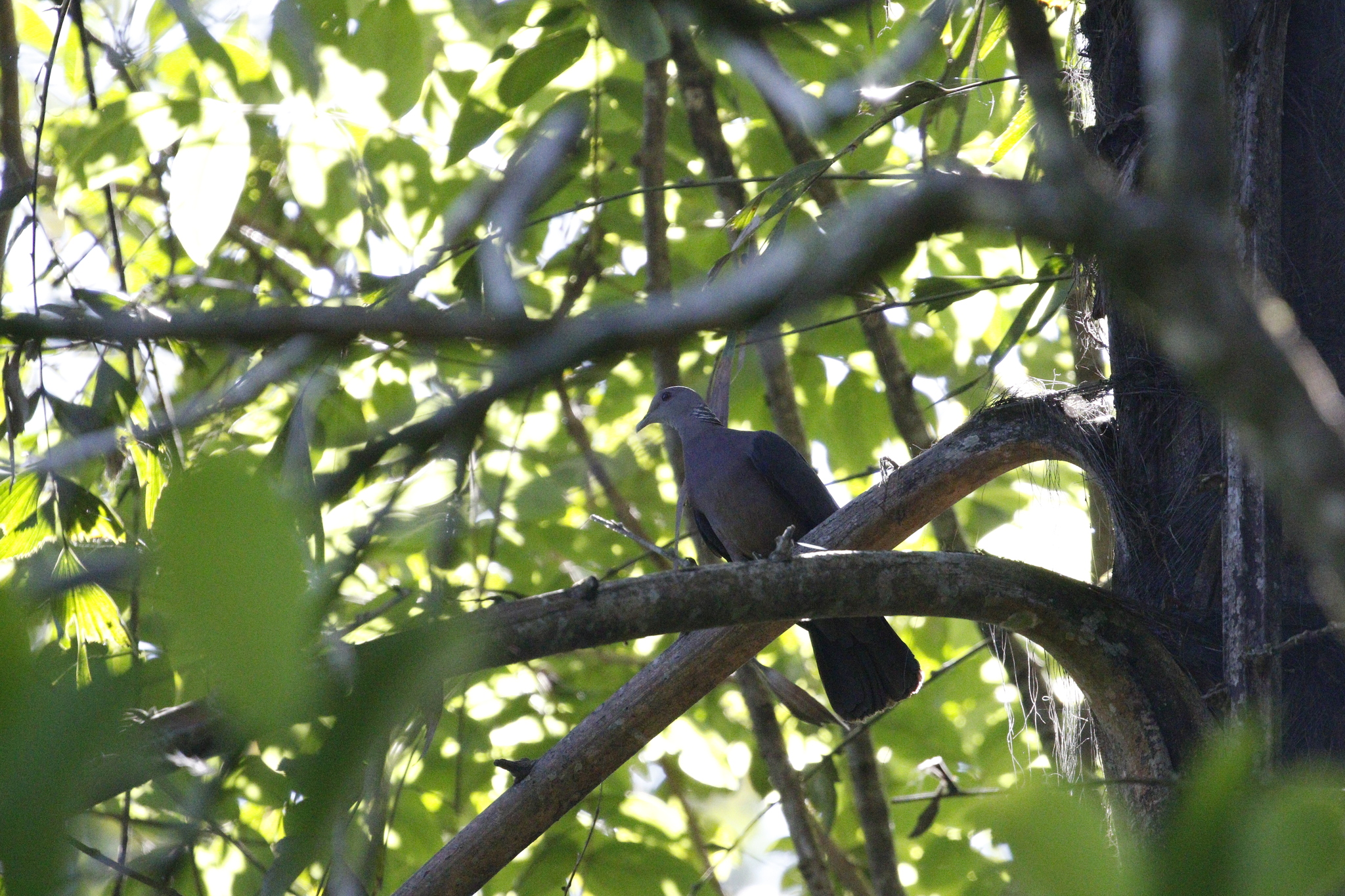Sri Lanka Wood Pigeon (Columba torringtoniae), photo 7