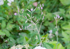 Cicerbita macrophylla uralensis