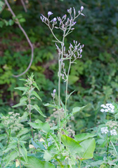 Cicerbita macrophylla uralensis