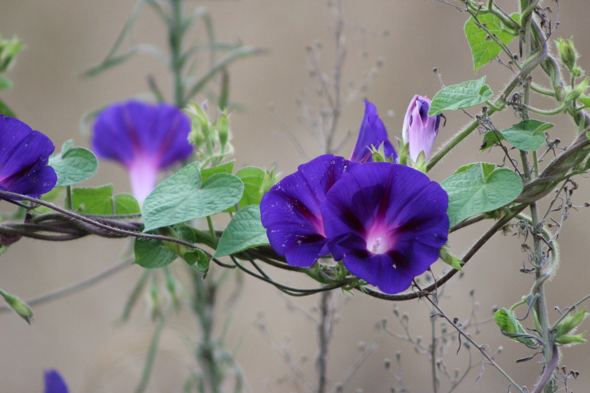 Ipomoea purpurea
