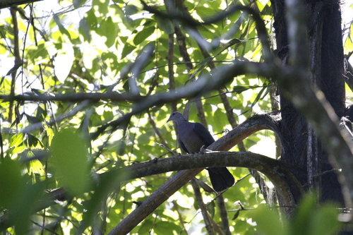 Sri Lanka Wood Pigeon (Columba torringtoniae), photo 8