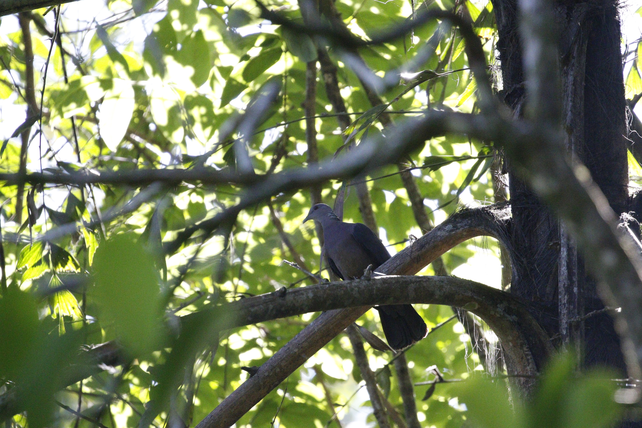 Sri Lanka Wood Pigeon (Columba torringtoniae), photo 8