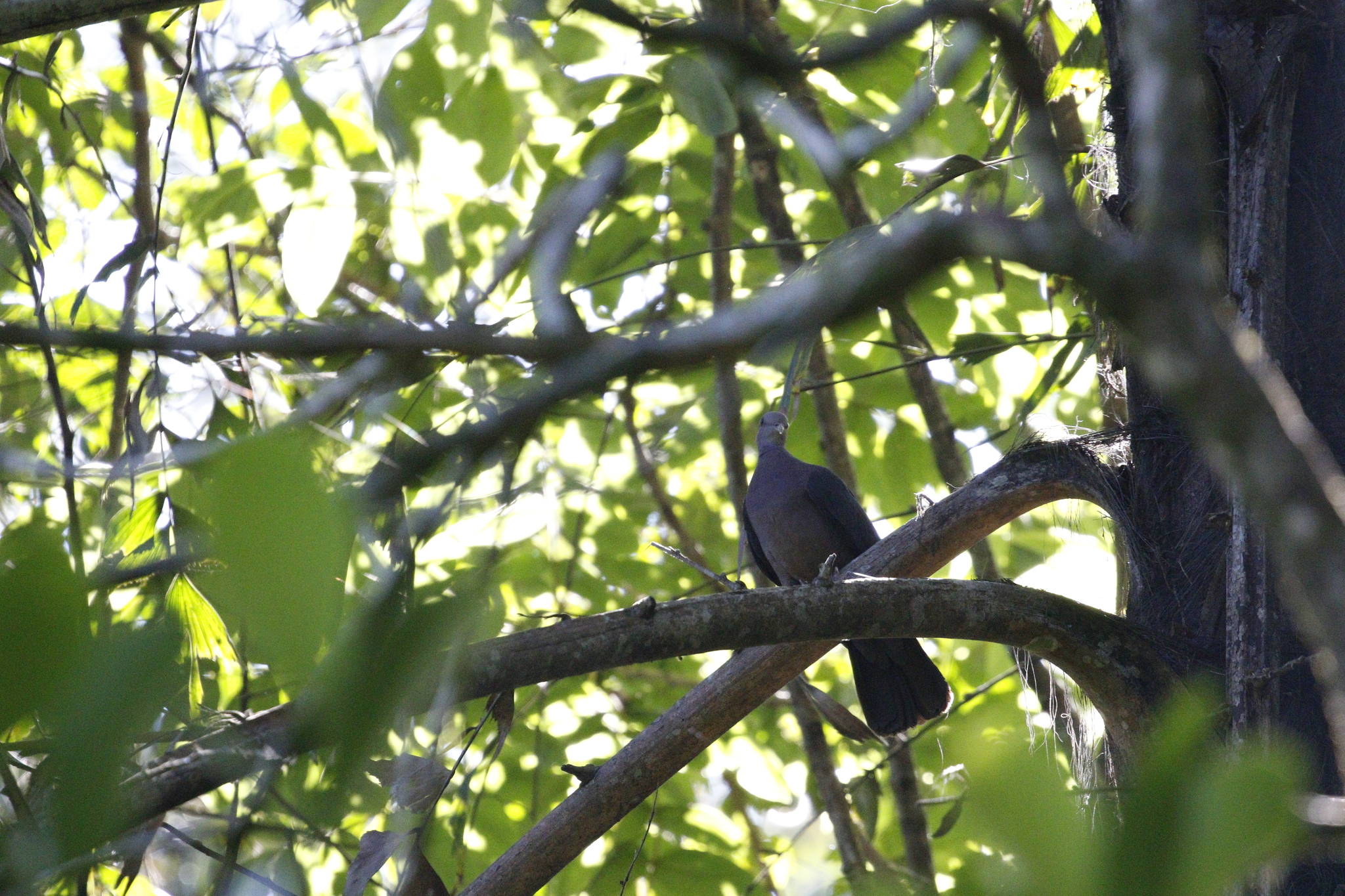 Sri Lanka Wood Pigeon (Columba torringtoniae), photo 10