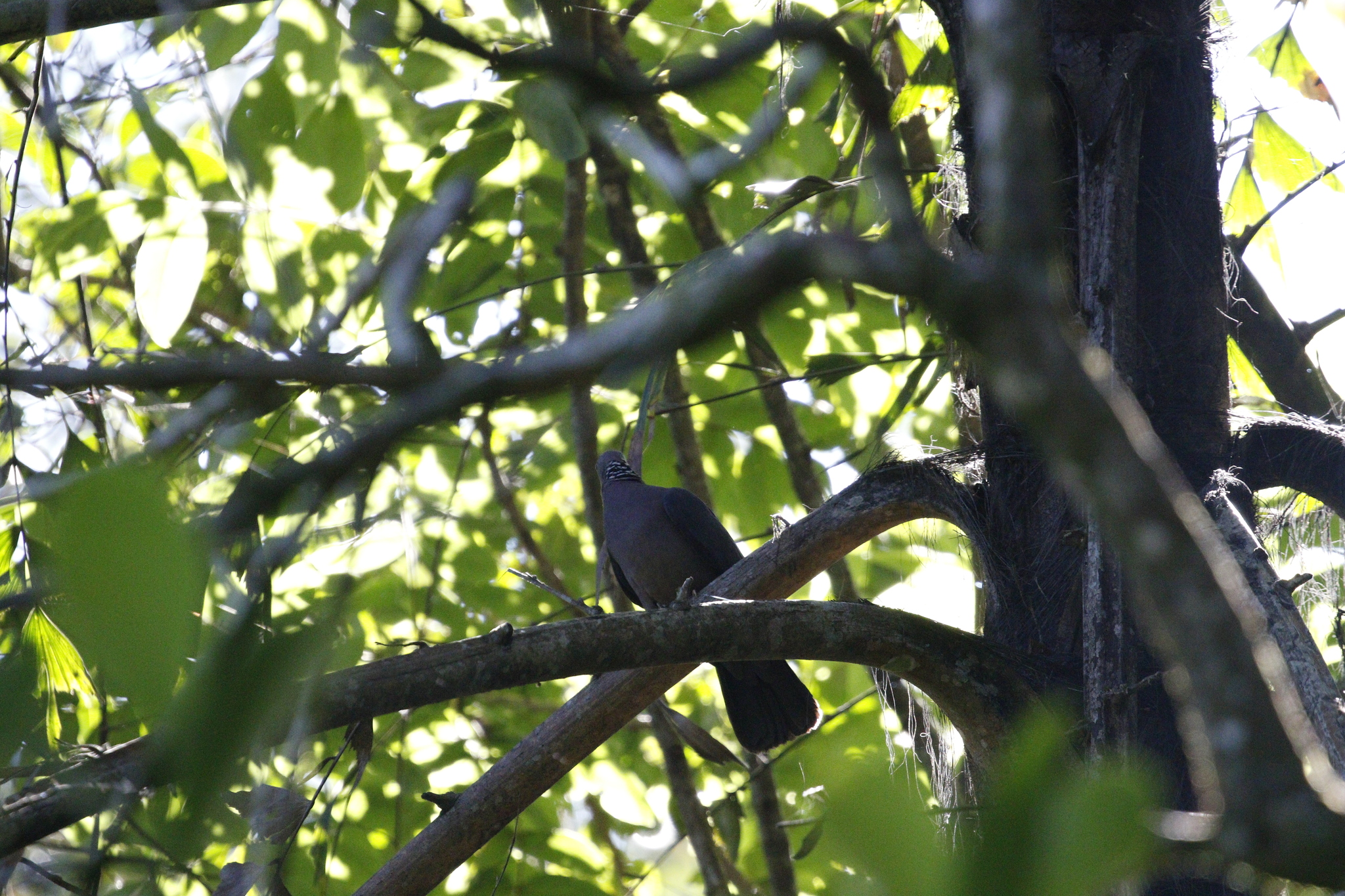 Sri Lanka Wood Pigeon (Columba torringtoniae), photo 9
