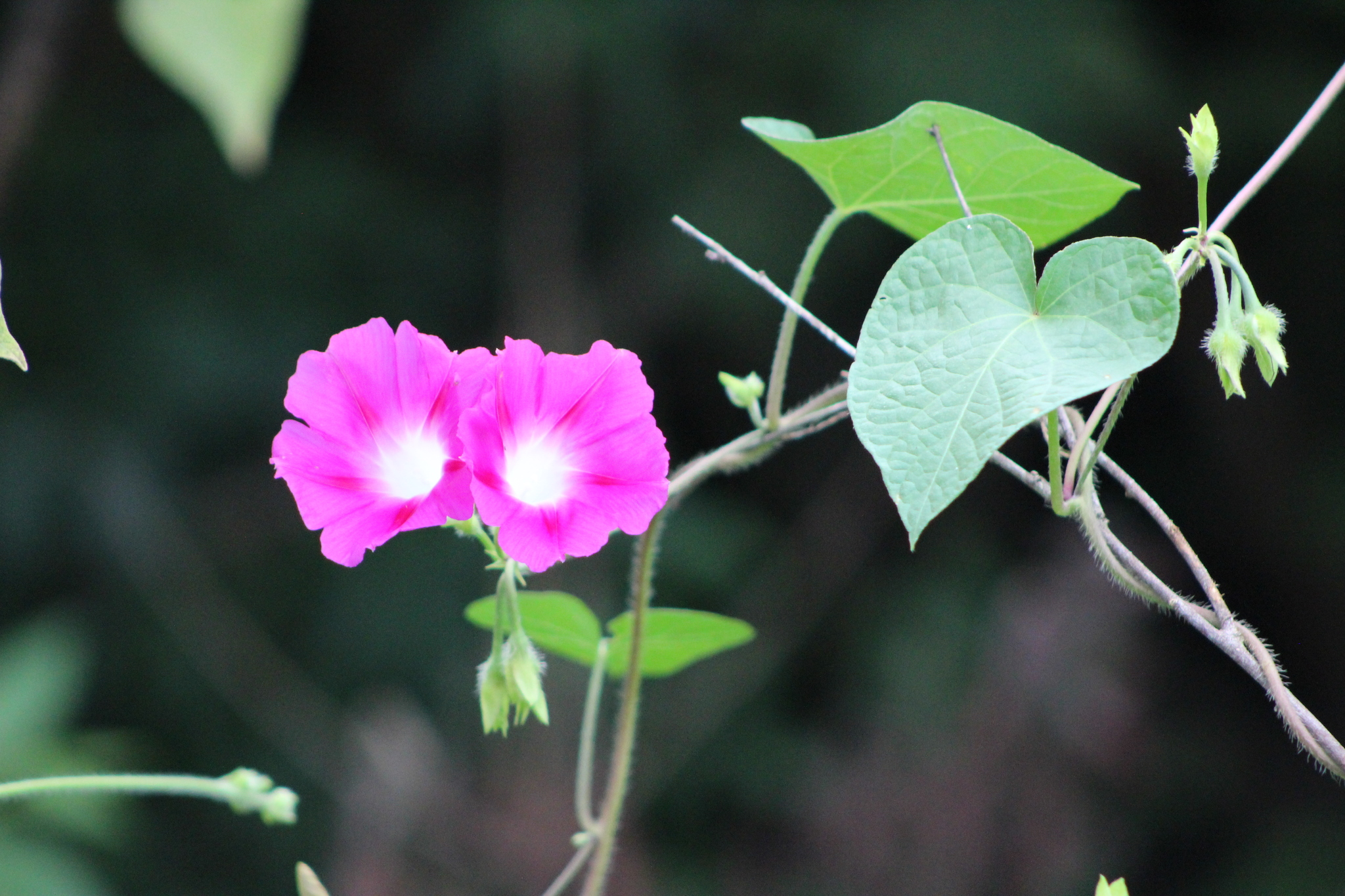 Ipomoea purpurea