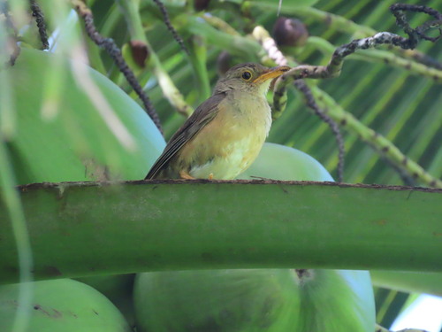 Christmas Island Thrush (Turdus erythropleurus), photo 10