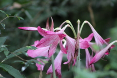 Hippeastrum reticulatum