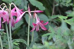 Hippeastrum reticulatum