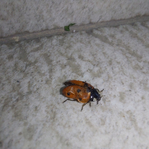 Seven-spotted Lady Beetle