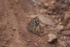 Amphidecta reynoldsi