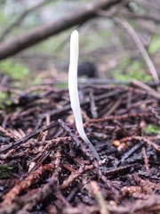 Clavaria acuta