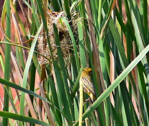 Asian Golden Weaver