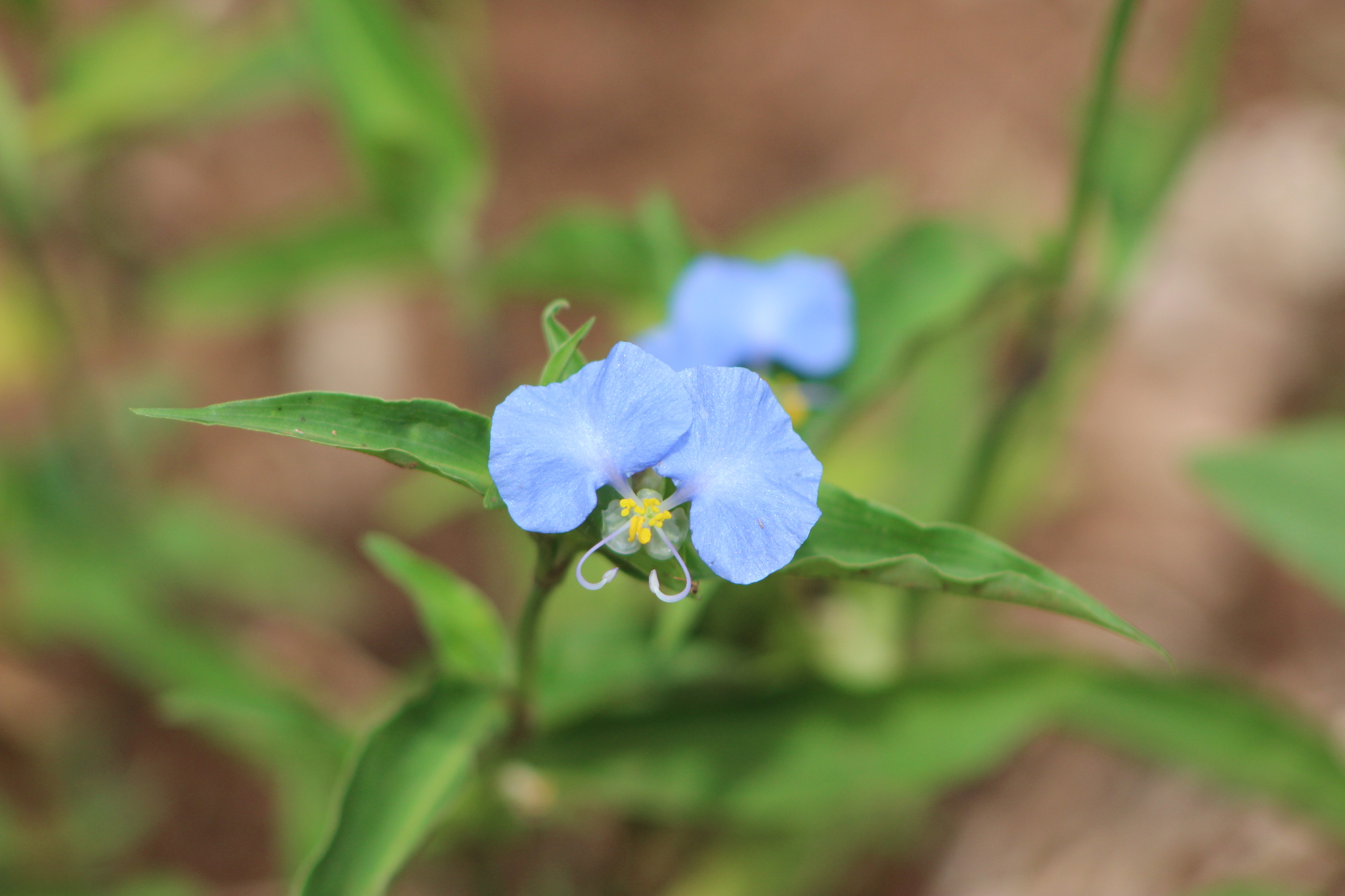 Commelina erecta