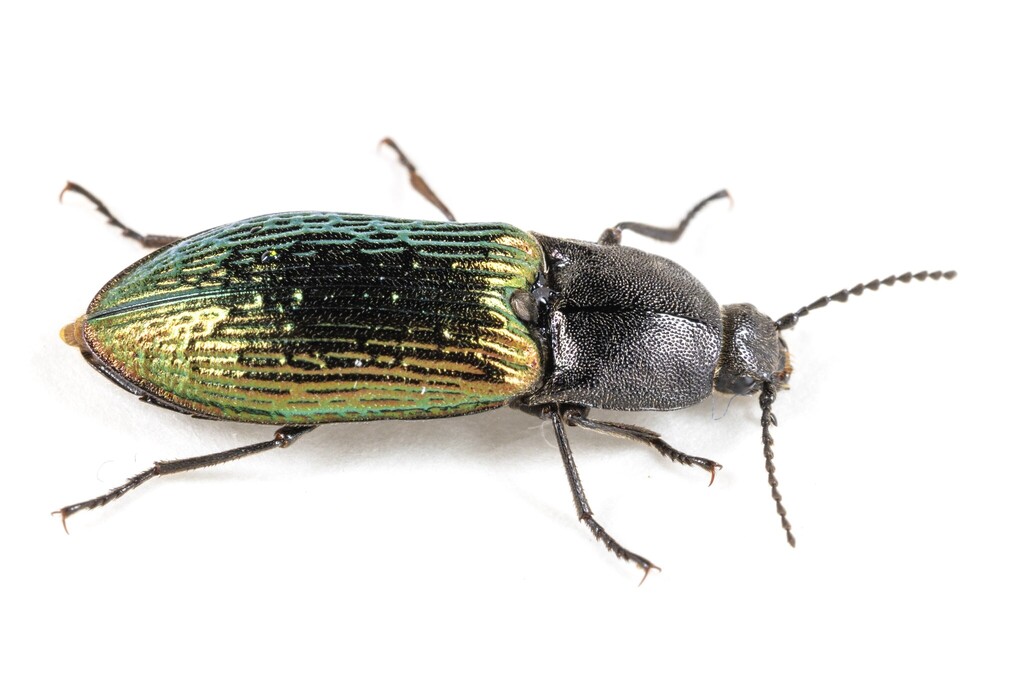 Selatosomus gloriosus