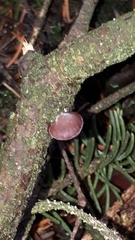 Panellus violaceofulvus