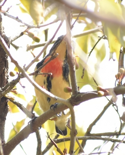 Fire-breasted Flowerpecker (Dicaeum ignipectus), photo 8