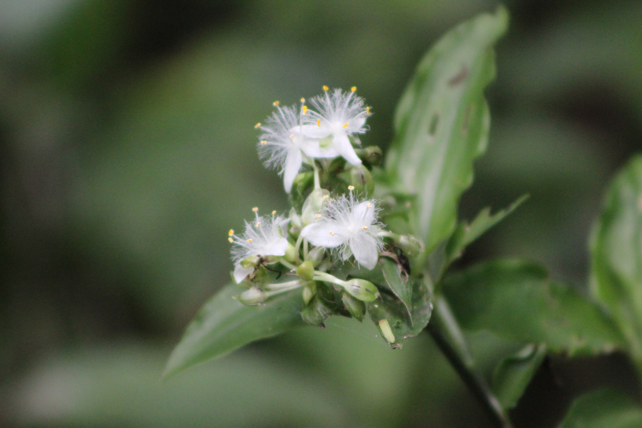 Tradescantia umbraculifera