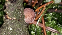 Panellus violaceofulvus