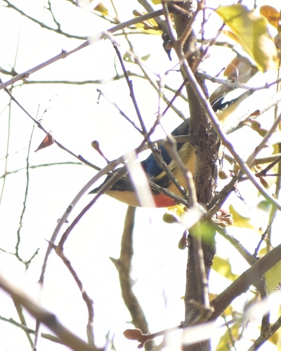 Fire-breasted Flowerpecker (Dicaeum ignipectus), photo 9