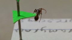 Neivamyrmex nigrescens