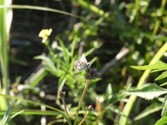 Heliopetes americanus bellatrix