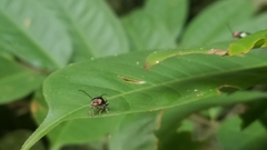 Omophoita boliviana