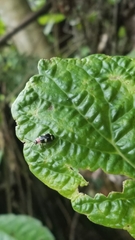 Omophoita boliviana
