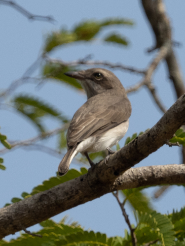 Ceniciento de Ceilán (Tephrodornis affinis)