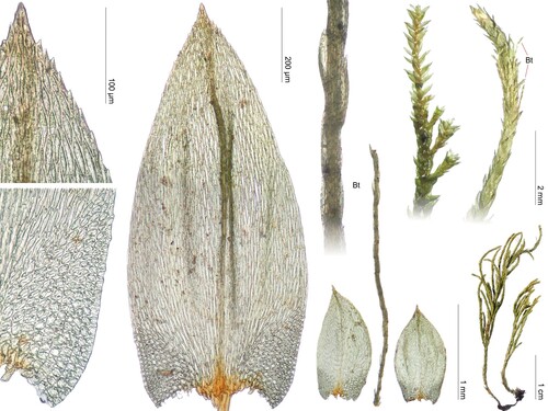 Pseudocryphaea domingensis observed 2001-03-18
