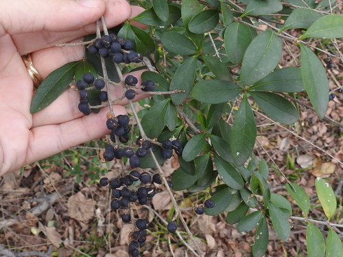 Waxyleaf privet (Ligustrum quihoui)