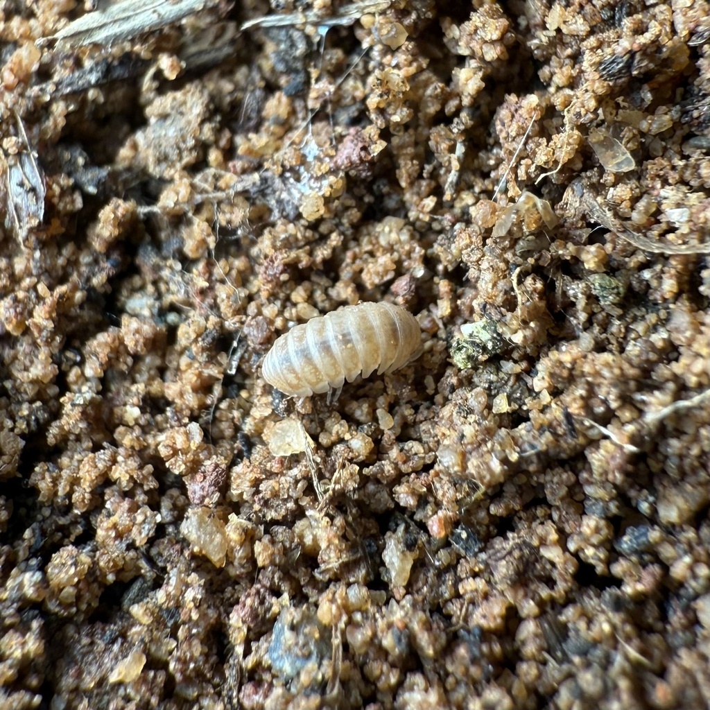 Cristarmadillidium breuili