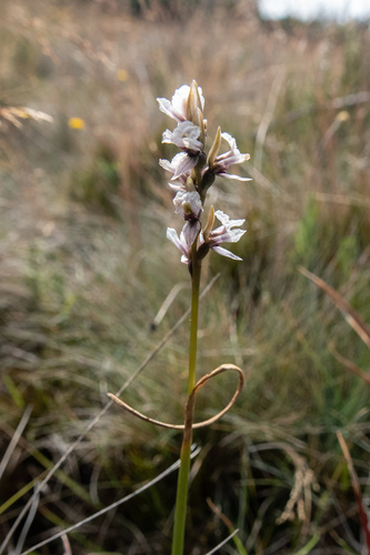 Prasophyllum suttonii, 2026-02-28