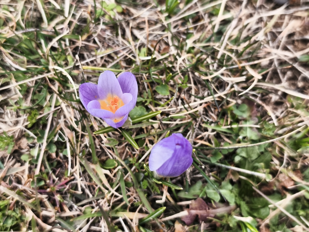 Crocus nivalis; photograph (c) Pantazi Katerina, some rights reserved (CC BY)