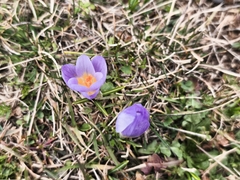 Crocus nivalis