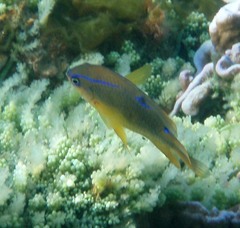 Neoglyphidodon polyacanthus