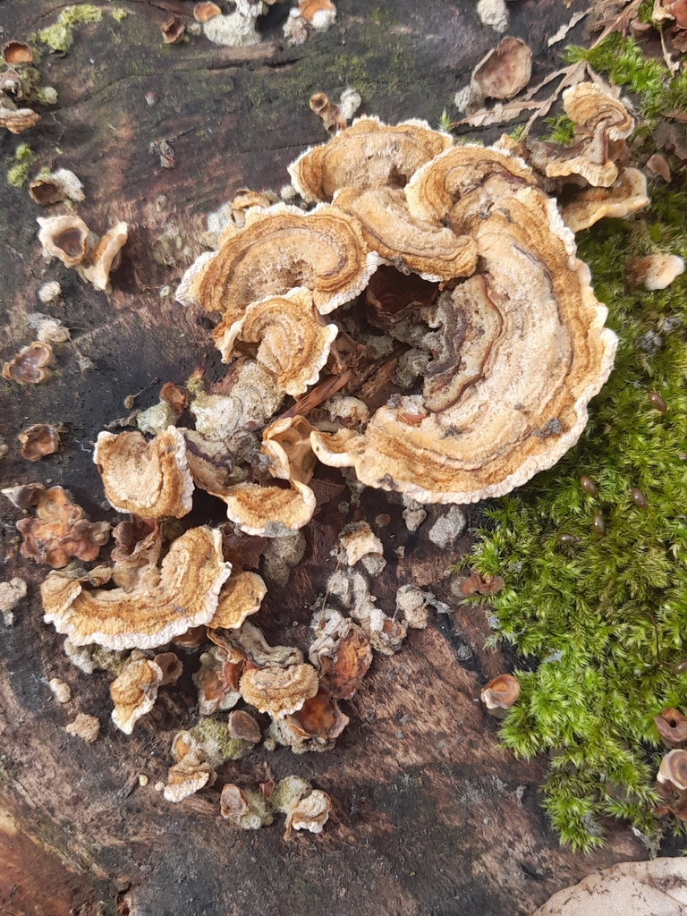 Stereum subtomentosum · March 2026 · photo: © flaviensaboureau (iNaturalist, cc-by)