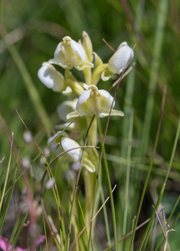 Milk Bonnet (Pterygodium leucanthum)