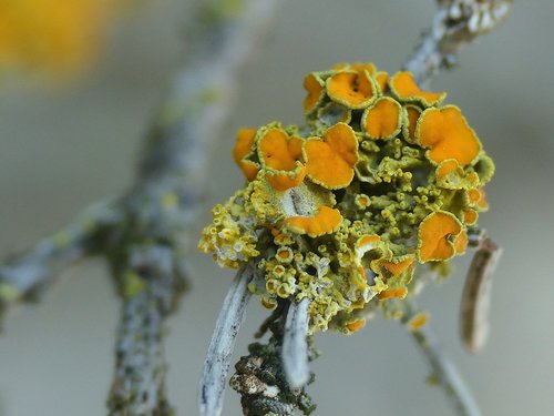 Pin-cushion Sunburst Lichen