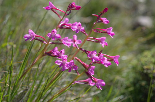 Berg Disa (Disa oreophila)