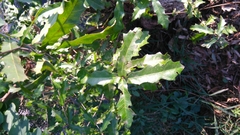 Quercus canbyi