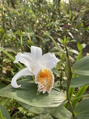 Sobralia chrysostoma