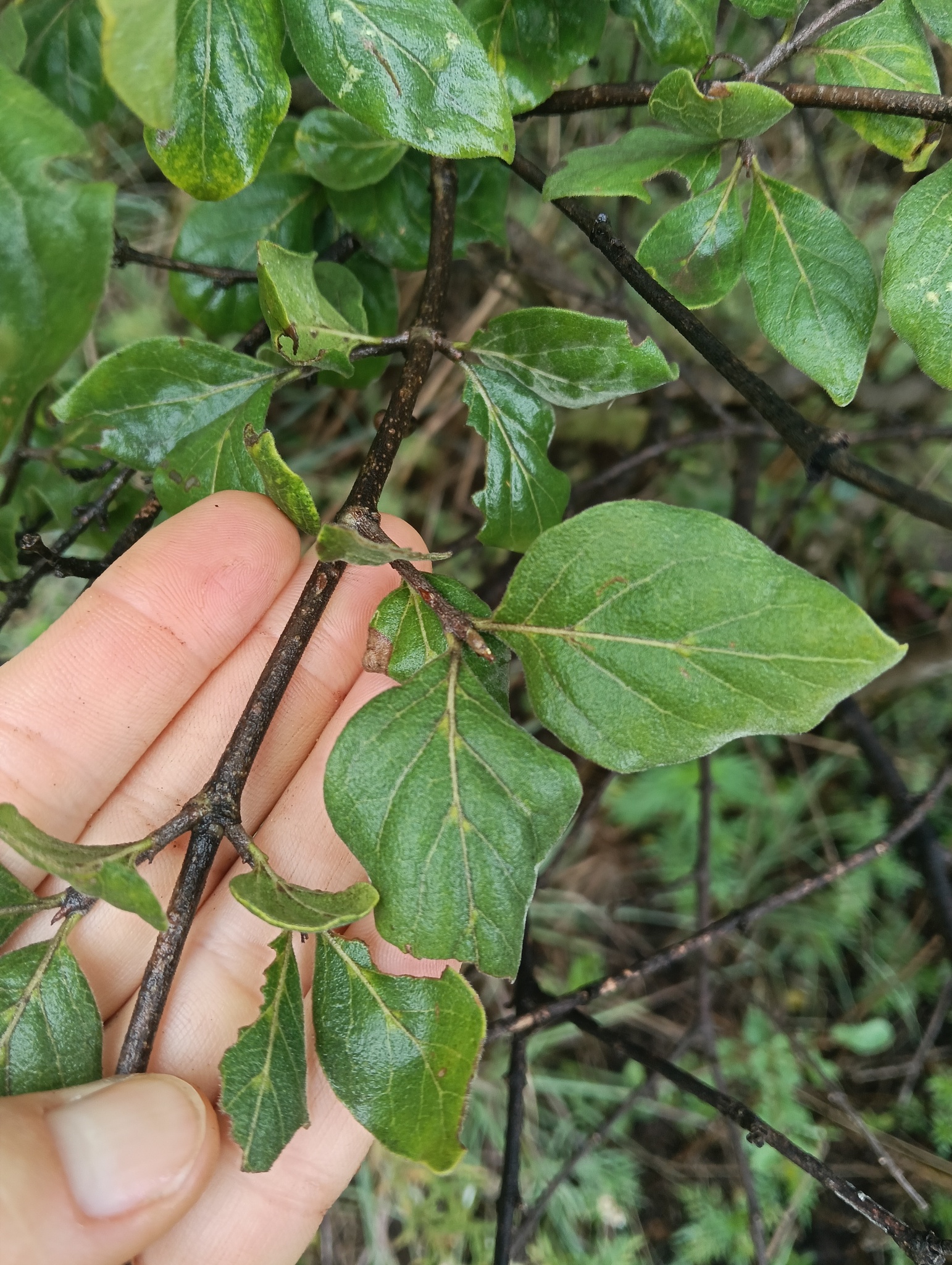 Imagem de Afrocanthium gilfillanii