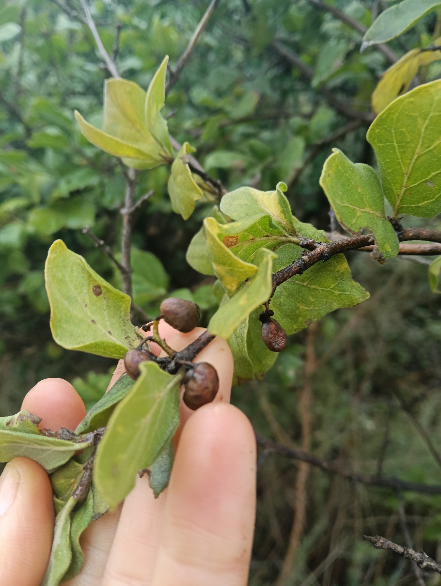 Imagem de Afrocanthium gilfillanii