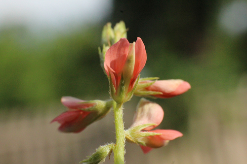 Indigofera parodiana