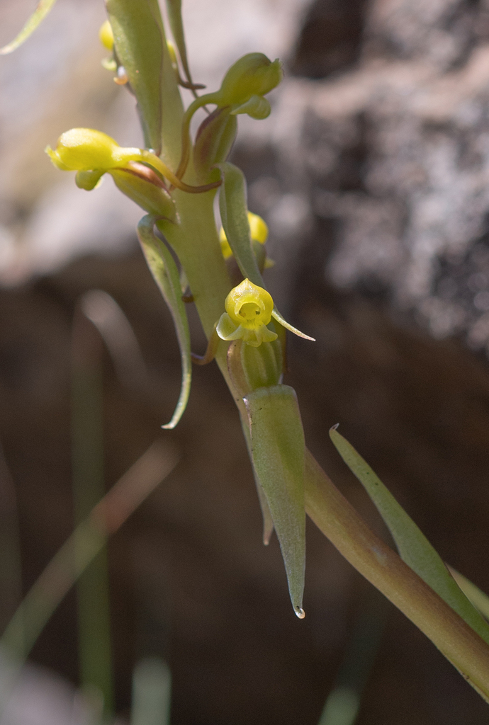 Satyrium parviflorum